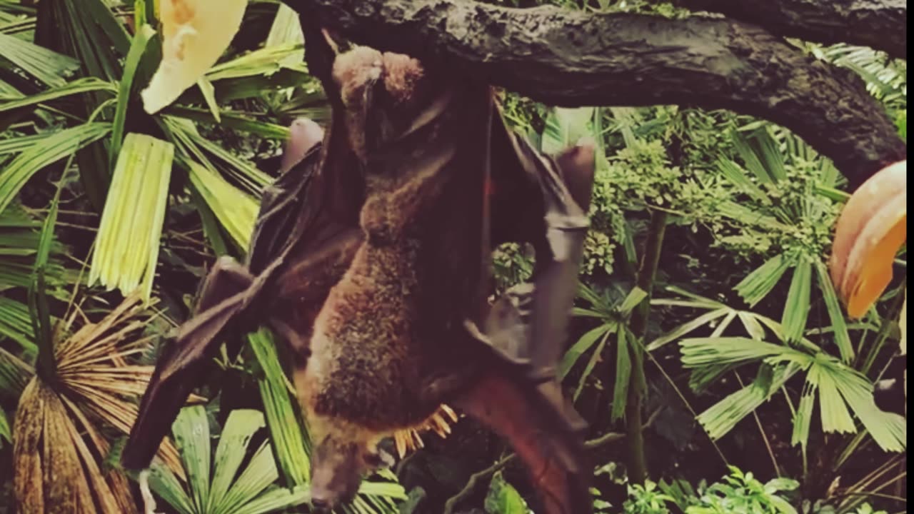 “Giant Fruit Bats Hanging Out in the Jungle! 🦇🌿”