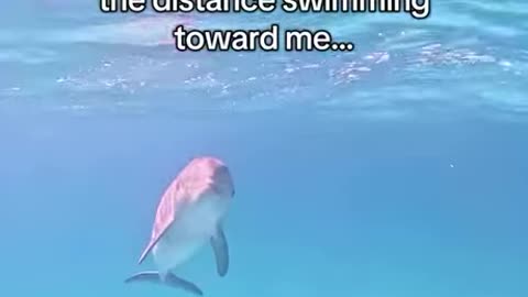 Hello Dolphin