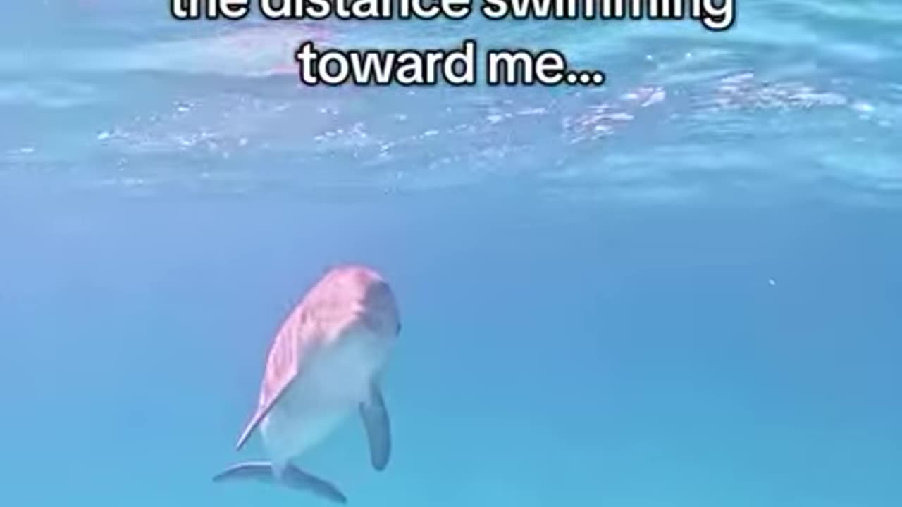 Hello Dolphin