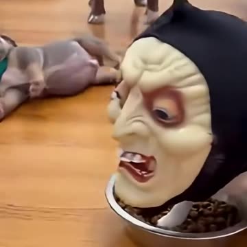 Chihuahua's Prank Video 🤭🤣🤣