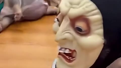 Chihuahua's Prank Video 🤭🤣🤣