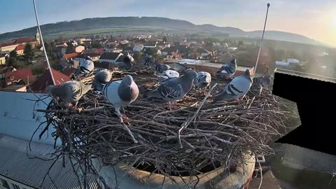 Pigeons' visit to the 🕊🕊🕊🕊🕊 stork's nest