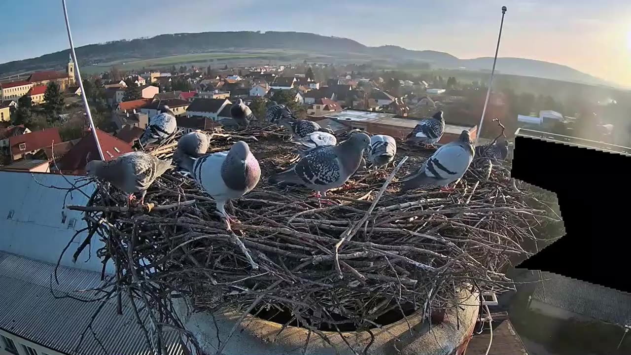 Pigeons' visit to the 🕊🕊🕊🕊🕊 stork's nest