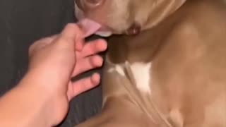 😂🐶 Long Tongue Cat Fail! | FunFM
