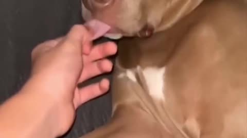 😂🐶 Long Tongue Cat Fail! | FunFM