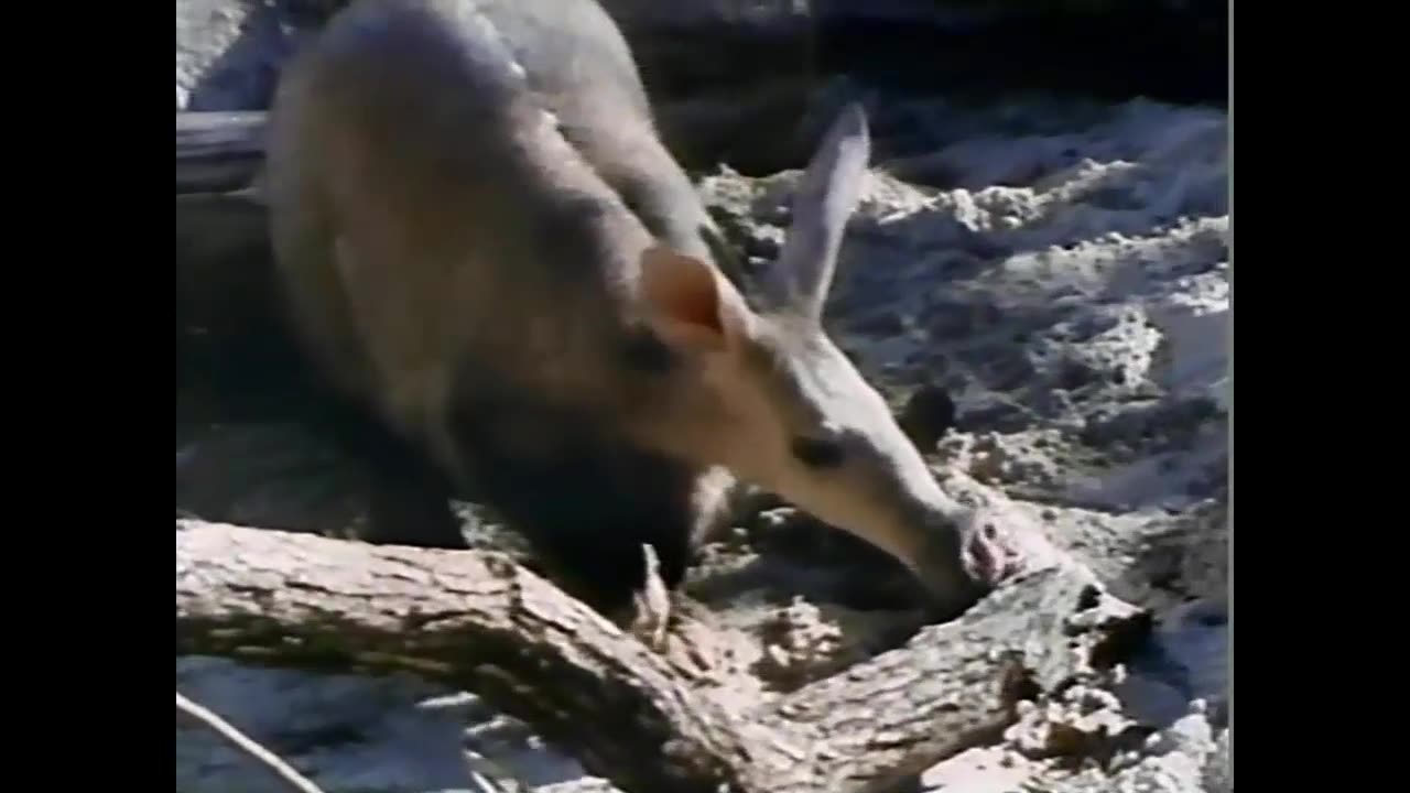 Classic Sesame Street Episode 3039