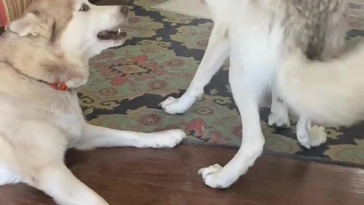 Husky VS Wolfdogs Dobro Thinks He's Tough