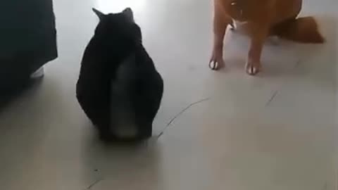 Play together