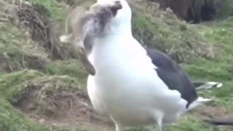 Unbelivabe