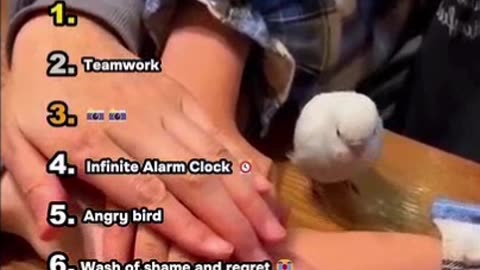 Ranking Funniest Parrot Moments🦜🐦
