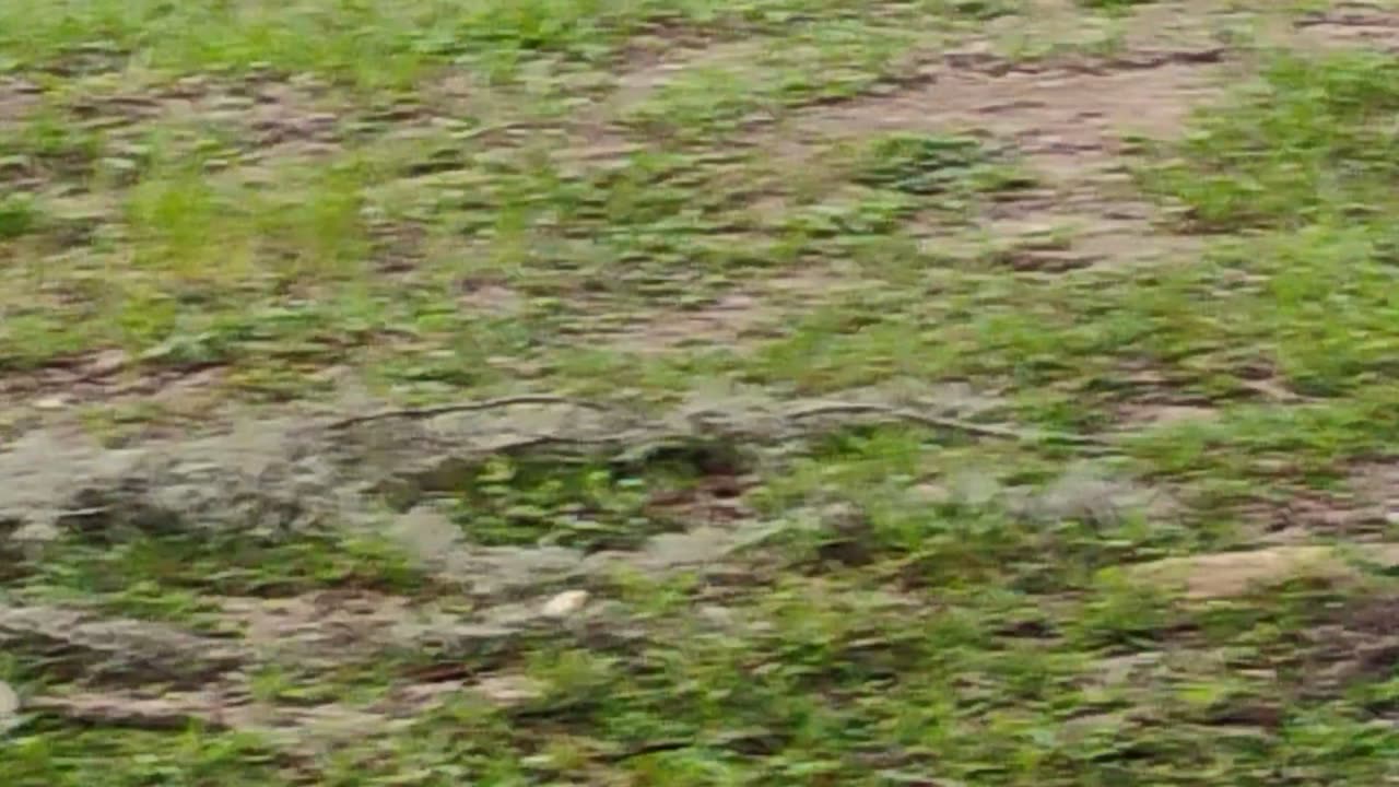The squirrels having dinner