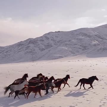 Horses, animals, wildlife