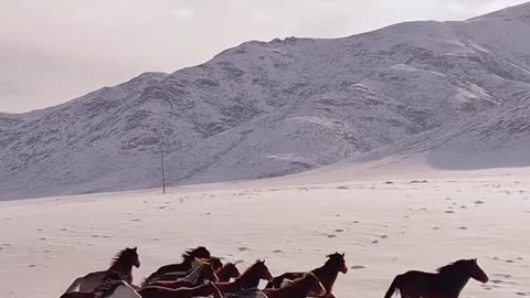 Horses, animals, wildlife