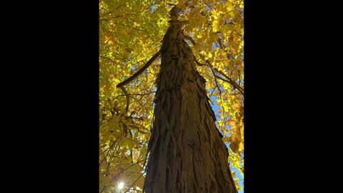 Mounsey Minute Episode 23: Hickory and Oak Trees as forgotten food sources