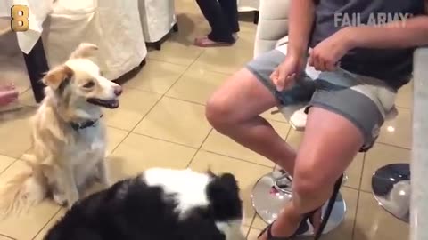 Viral: The Top 29 Dog Fails: Funny Dog Videos: FailArmy