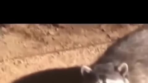 If You Laugh You Lose ! 😂 #5
