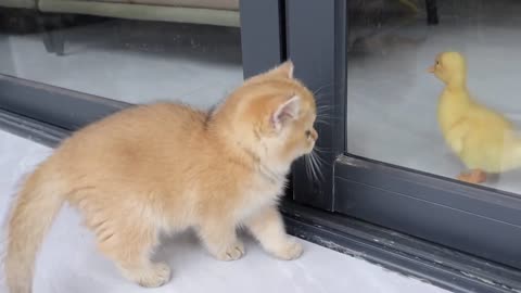 The kitten rescued the duckling trapped at home.