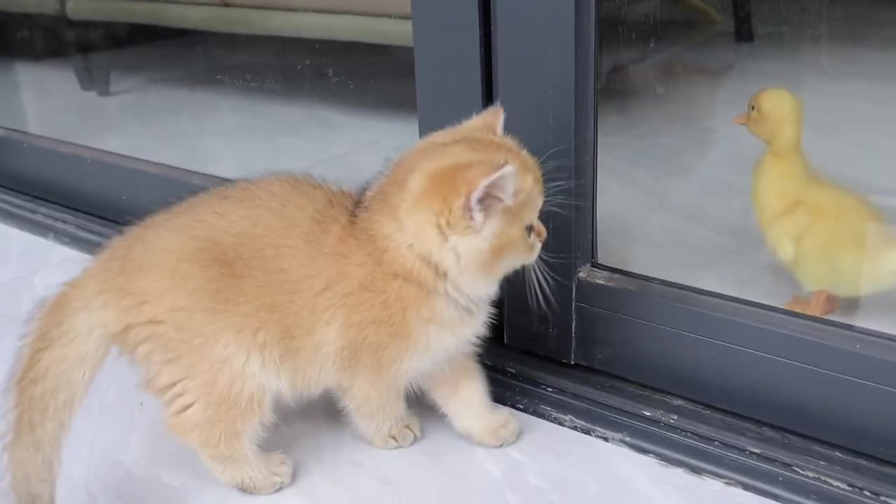 The kitten rescued the duckling trapped at home.