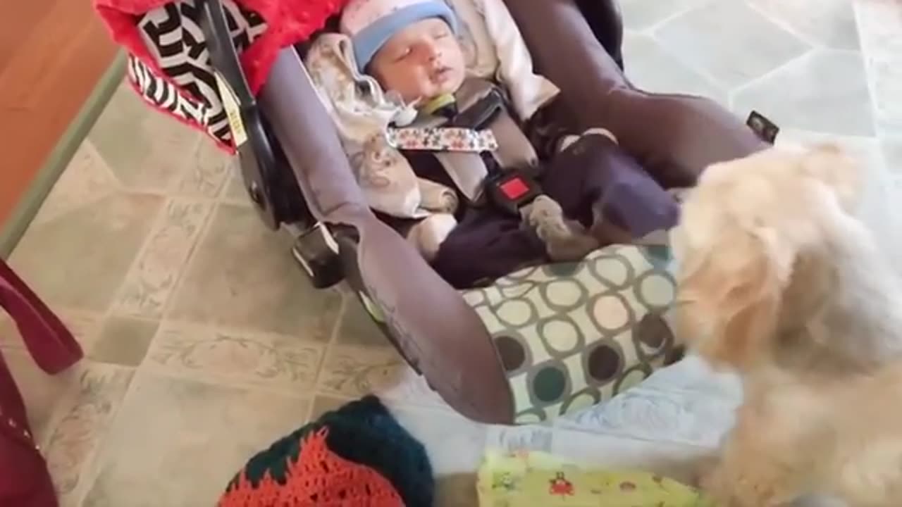 Cats and dogs doing the funniest things