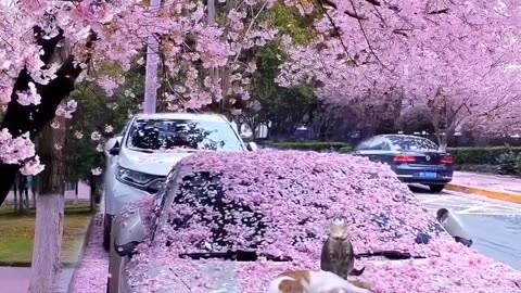 Japan BMW