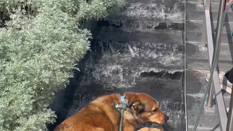 Dog Lays Down in VMFA Waterfall Fountain