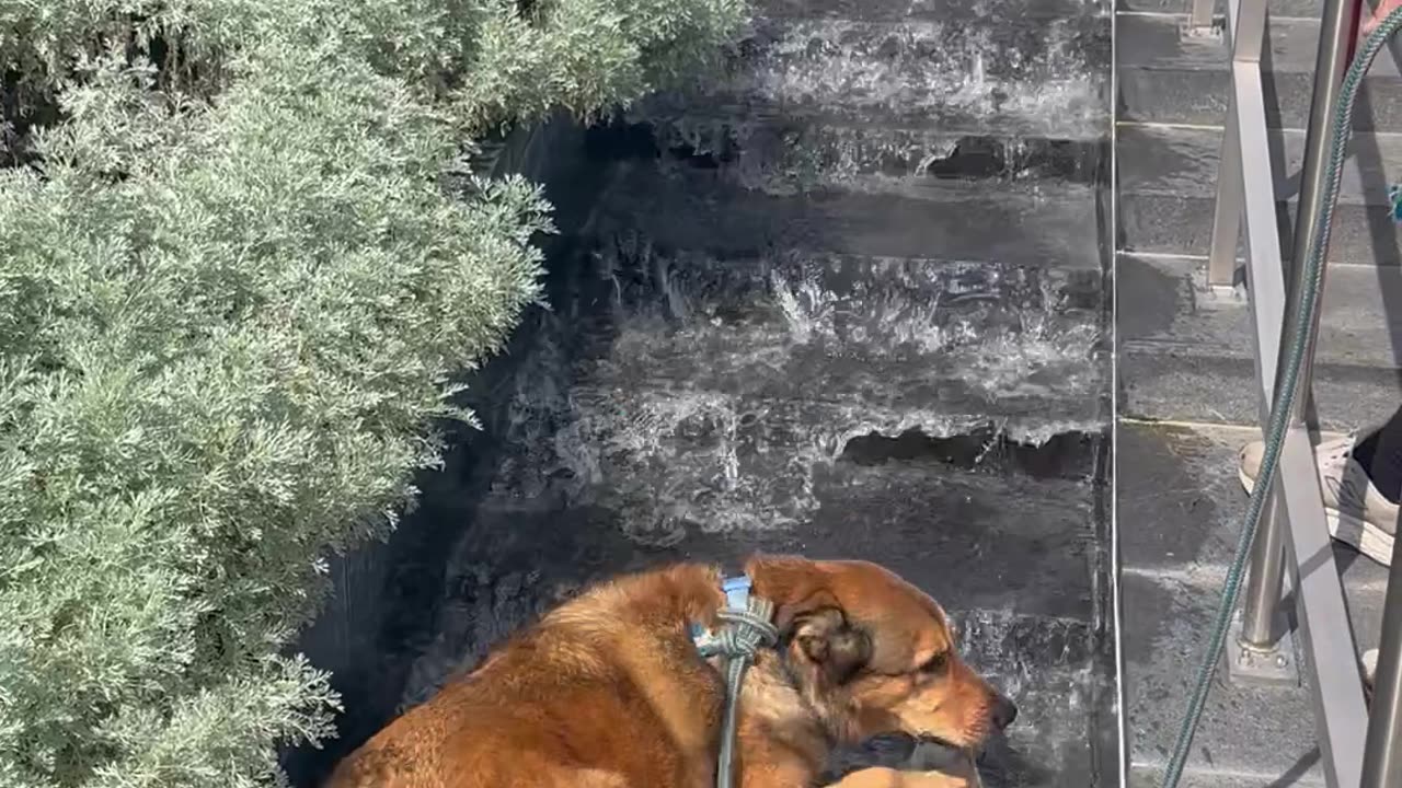 Dog Lays Down in VMFA Waterfall Fountain