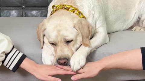 狗狗：人类太幼稚，我是一点都不想玩…Dog: Humans are too naive, I don't want to play at all…