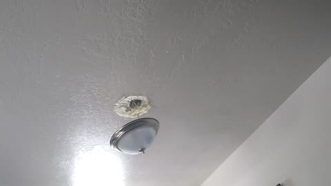 Hilarity ensues for the bnkywuv critter upon Dale's reaction to light coming loose again