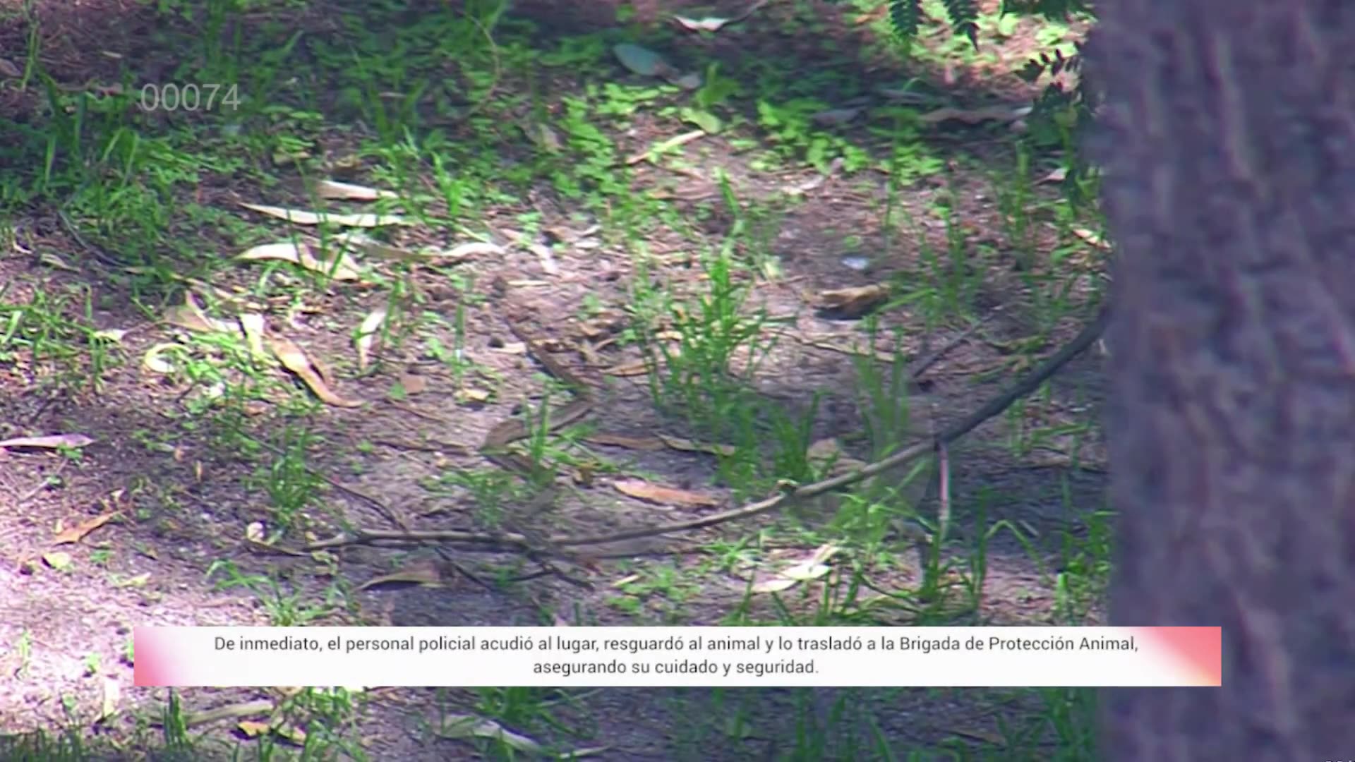 Animales peligrosos | #C5CorazónDeLaCDMX