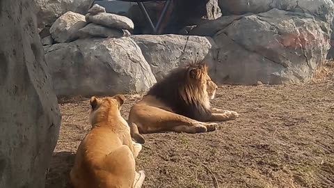 Lions at Lincoln Park zoo