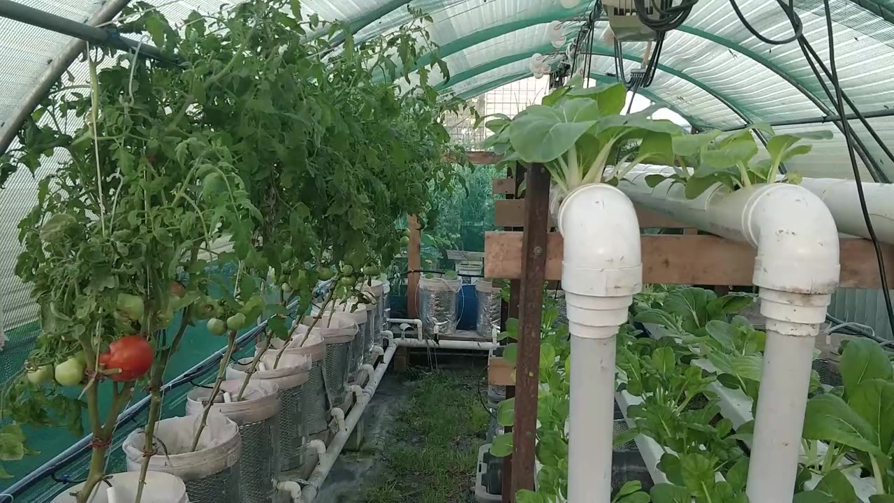 Greenhouses Update 18-04-2025