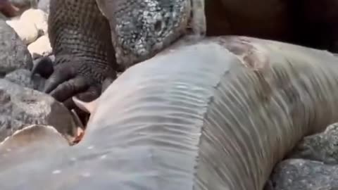 Today the Komodo Dragon eats sea fish