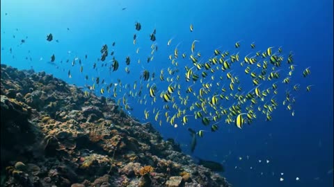4K Aquarium Wonders – Vibrant Coral Reef & Calming Fish with Soothing Sleep Music