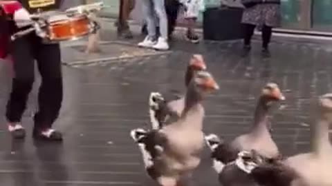 🐥🎉 The goose parade | FunFM
