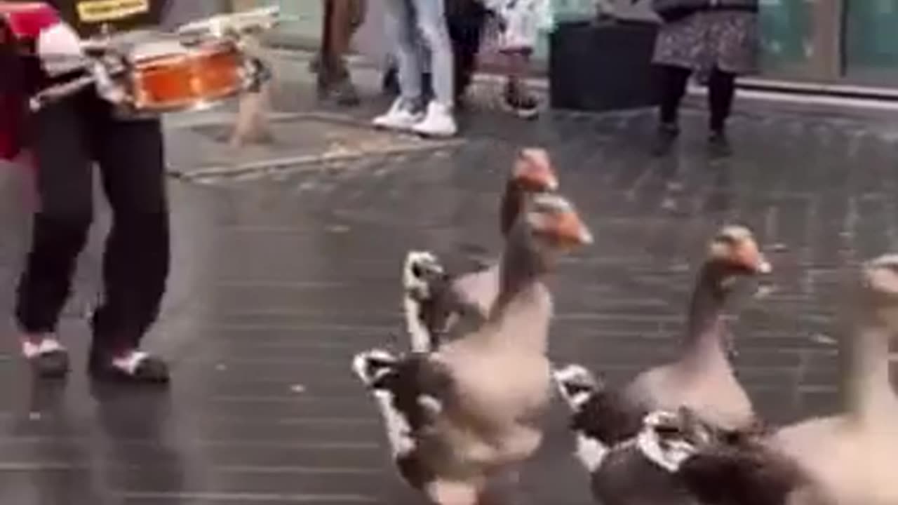🐥🎉 The goose parade | FunFM