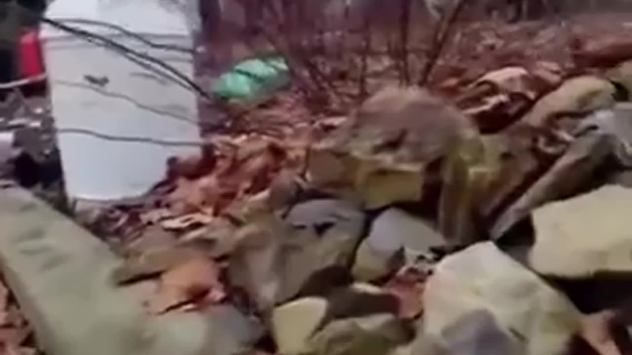 😂 It's a Dog's Life! | Unexpected Fails | FunFM