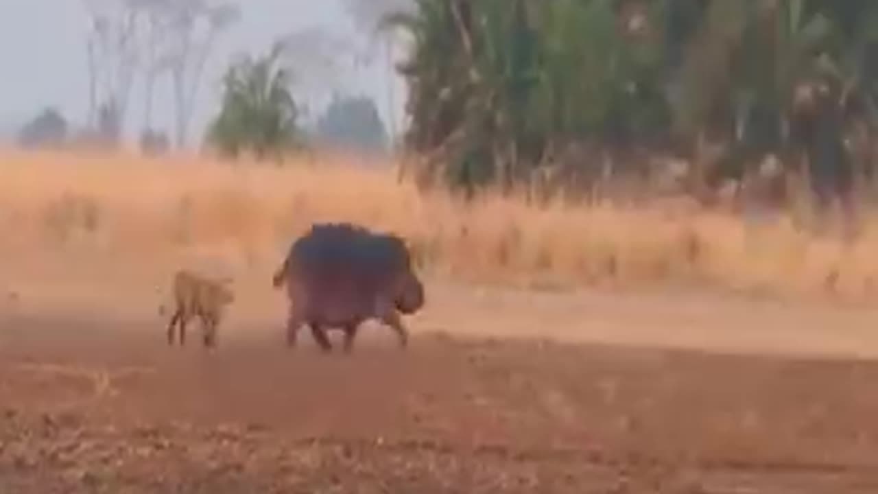 Lioness Tries Hunting Hippo