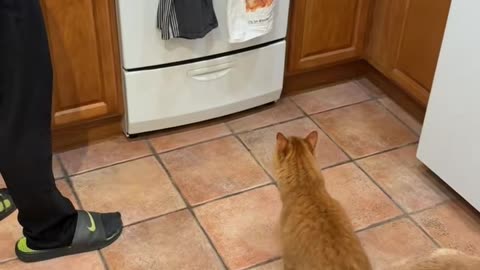 Orange Cat Doesn't Trust Orange Cat Towel