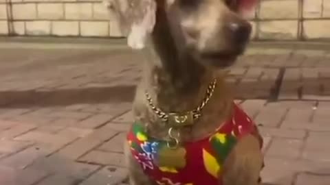 Some of these dog groomers need more practice and experience