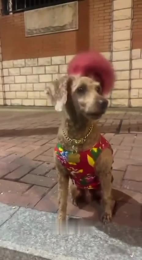 Some of these dog groomers need more practice and experience