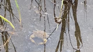 A BIG CRAB | DIRTY WATER