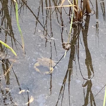 A BIG CRAB | DIRTY WATER