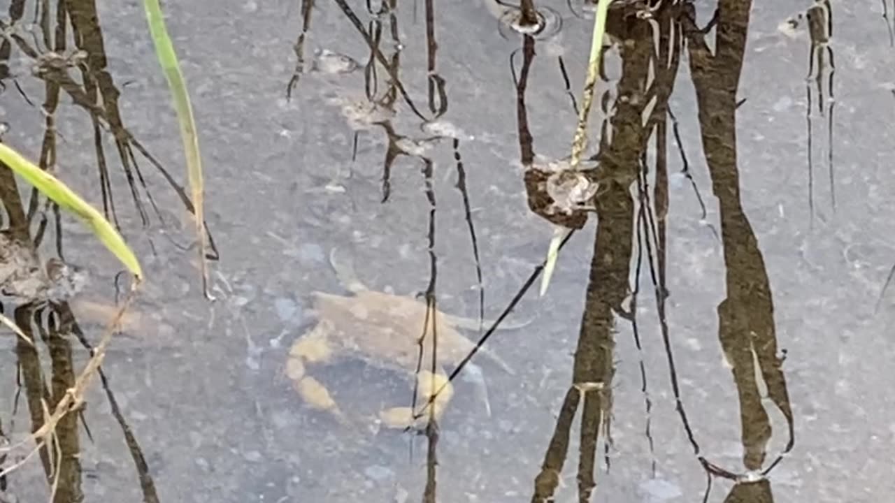 A BIG CRAB | DIRTY WATER