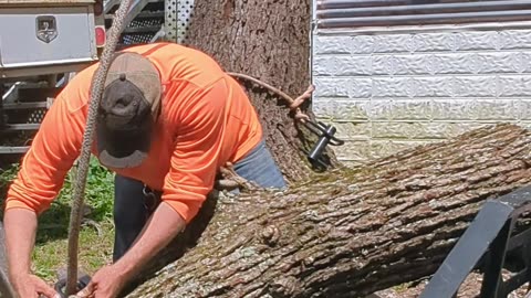Tree Work Done Easy