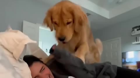 Dogs being funny wakie 😂