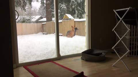 snow day 32908243098