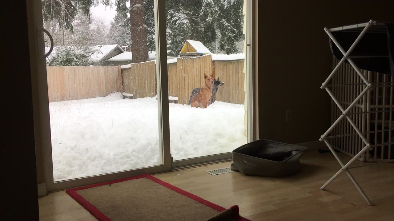 snow day 32908243098