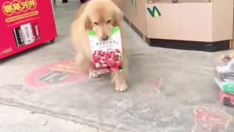 Dog's Comedy Videos 🤣 so cute videos 😍 funny videos 🤣