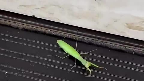 Mantis has 5 eyes!