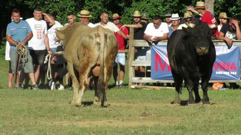 Bijeli od Sima od vs Mrkonja od Zahirovića Bronzani Majdan 2024